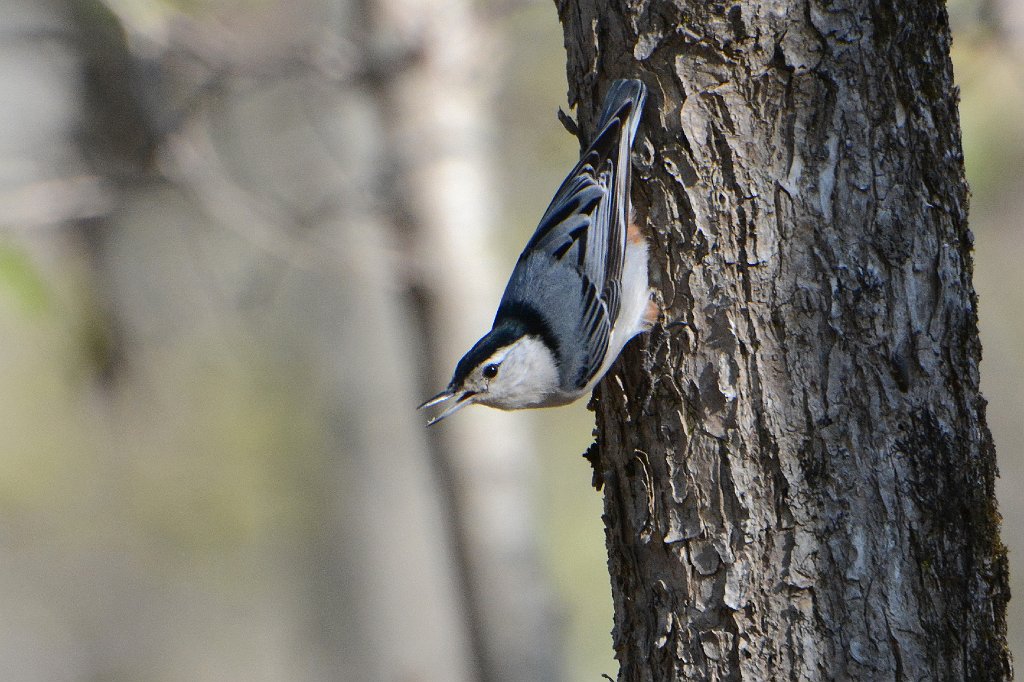 Nuthatch, White-breasted, 2016-05118550 Broad Meadow Brook, MA.JPG - White-breasted Nithatch. Broad Meadow Brook Wildlife Sanctuary, MA, 5-11-2016